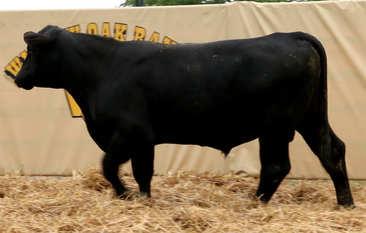 Best Black Bulls